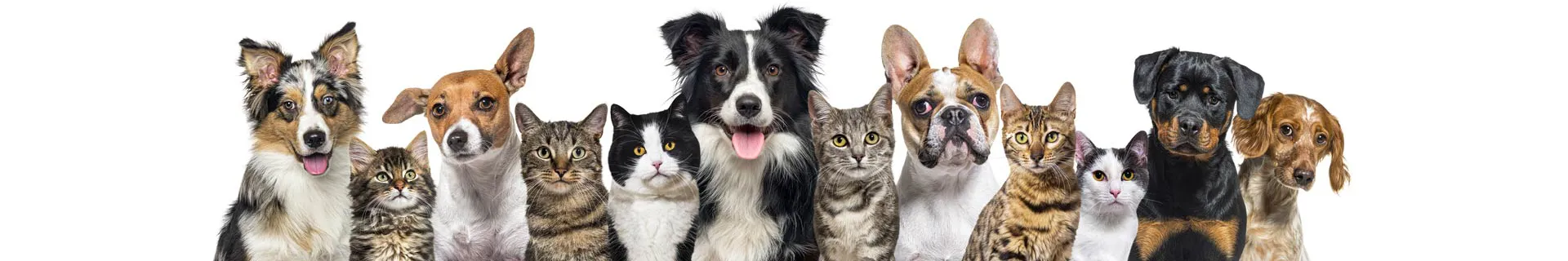 background-clinica-veterinaria-pet-shop-consultas-salto-pirapora